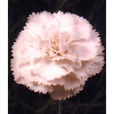 GARDEN PINK Dianthus 'Haytor'  9cm