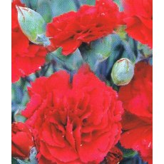 GARDEN PINK Dianthus 'Houndspool Cheryl'   9cm