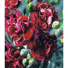 GARDEN PINK Dianthus 'Laced Monarch'   9cm