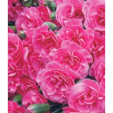 GARDEN PINK Dianthus 'Valda Wyatt'   9cm