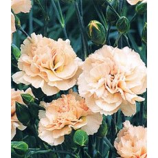 GARDEN PINK Dianthus 'Widecombe Fair'   9cm