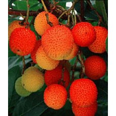 Arbutus unedo  3L Arbutus unedo  3L