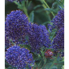 Ceanothus 'Concha'   3L