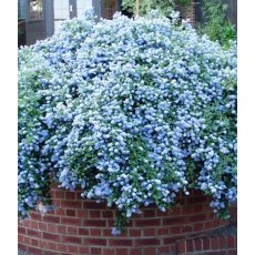 Ceanothus thysiflorus var. repens   3L Ceanothus thysiflorus var. repens   3L