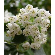 Escallonia 'Iveyi'  3L Escallonia 'Iveyi'  3L