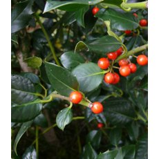 Ilex aquifolium 'J.C. van tol' (H)   3L Ilex aquifolium 'J.C. van tol' (H)   3L