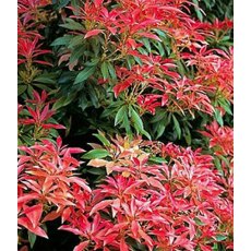 Pieris 'Forest Flame'   3L