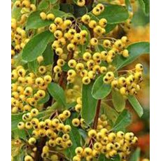 Pyracantha 'Saphyr Jaune' (CADAUNE)   3L Pyracantha 'Saphyr Jaune' (CADAUNE)   3L