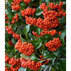 Pyracantha 'Saphyr Orange' (CADANGE)   3L Pyracantha 'Saphyr Orange' (CADANGE)   3L