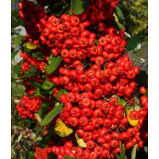 Pyracantha 'Saphyr Rouge' (CADROU)   3L Pyracantha 'Saphyr Rouge' (CADROU)   3L
