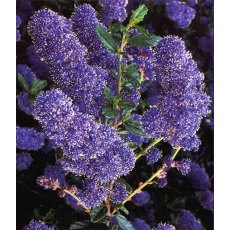 Ceanothus 'Italian Skies'   3L