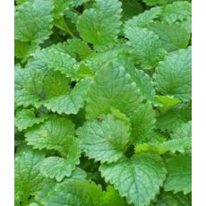 HERB Balm - Lemon 8.5cm/9cm HERB Balm - Lemon 8.5cm/9cm