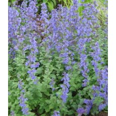 HERB Catmint  9cm