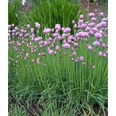 HERB Chives - Common   8.5/9cm HERB Chives - Common   8.5/9cm