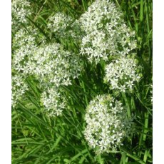 HERB Chives - Garlic  8.5/9cm