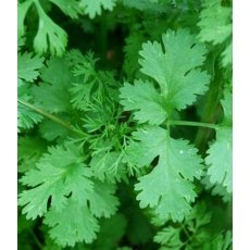 HERB Coriander   8.5/9cm