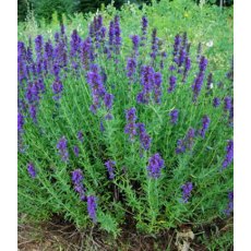 HERB Hyssop - Blue 9cm HERB Hyssop - Blue 9cm