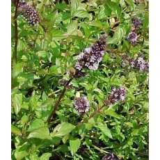 HERB Mint - Chocolate Peppermint  9cm