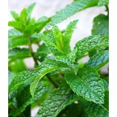 HERB Mint - Garden   8.5/9cm9cm HERB Mint - Garden   8.5/9cm9cm