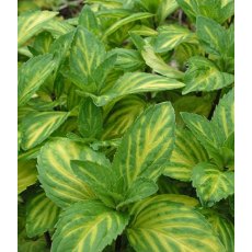 HERB Mint - Ginger 9cm HERB Mint - Ginger 9cm