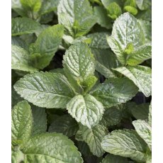 HERB Mint - Grapefruit 9cm HERB Mint - Grapefruit 9cm