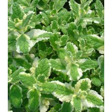 HERB Mint - Pineapple  9cm