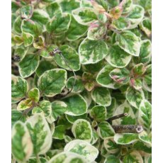 HERB Oregano - 'Country Cream'   9cm