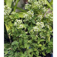 HERB Oregano - 'Hot n' Spicy'  8.5/9cm