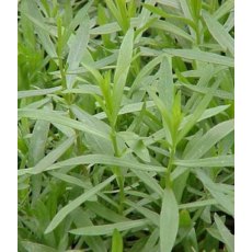 HERB Tarragon - French   8.5/9cm