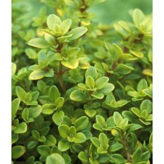 HERB Thyme - Golden   8.5cm/9cm