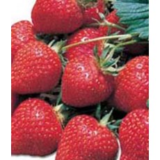 Strawberry 'Elsanta' 8.5cm/9cm Strawberry 'Elsanta' 8.5cm/9cm