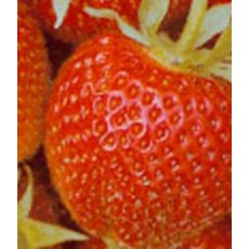 Strawberry 'Hapil' 9cm Strawberry 'Hapil' 9cm