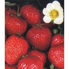 Strawberry 'Pegasus'   9cm