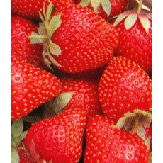 Strawberry 'Symphony'   9cm