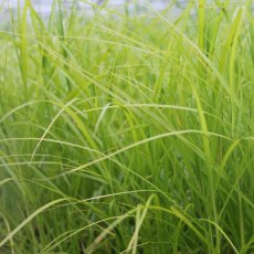 MARGINAL - Carex muskingumensis   1L