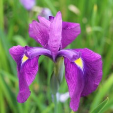 MARGINAL - Iris ensata   1L