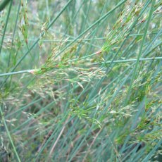 MARGINAL - Juncus inflexus   1L