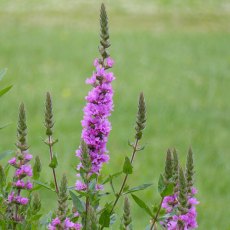 MARGINAL - Lythrum salicaria   1L