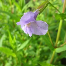 MARGINAL - Mimulus ringens   1L