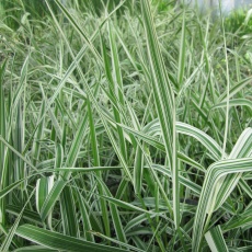 MARGINAL - Phalaris arun var picta