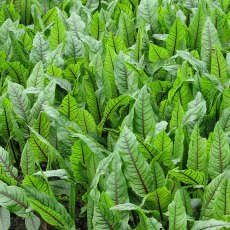 MARGINAL - Rumux sanguineus   1L