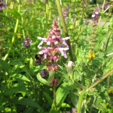 MARGINAL - Stachys palustris   1L