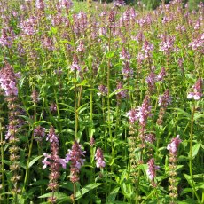 MARGINAL - Stachys palustris   1L