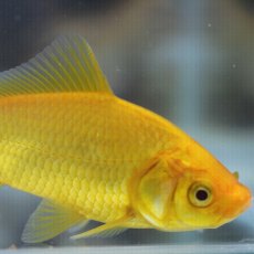 Goldfish Lemon   2-3"