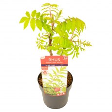 Rhus typhina 'Tiger Eyes'   19cm