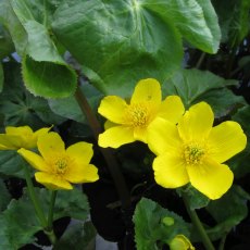 MARGINAL - Caltha palustris 'Polypetala'   1L