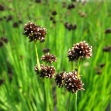 MARGINAL - Juncus ensifolius   1L