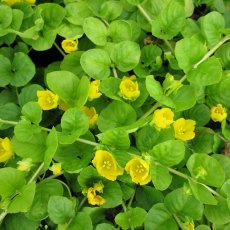 MARGINAL - Lysimachia nummularia   1L