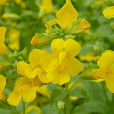 MARGINAL - Mimulus guttatus MARGINAL - Mimulus guttatus