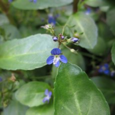 MARGINAL - Veronica beccabunga 1L MARGINAL - Veronica beccabunga 1L